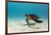 Galapagos Green Sea Turtle Underwater, Galapagos Islands, Ecuador-Pete Oxford-Framed Photographic Print