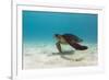 Galapagos Green Sea Turtle Underwater, Galapagos Islands, Ecuador-Pete Oxford-Framed Photographic Print