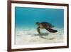 Galapagos Green Sea Turtle Underwater, Galapagos Islands, Ecuador-Pete Oxford-Framed Photographic Print