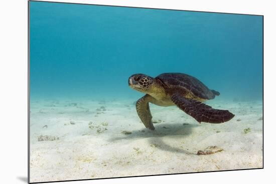 Galapagos Green Sea Turtle Underwater, Galapagos Islands, Ecuador-Pete Oxford-Mounted Photographic Print