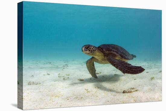 Galapagos Green Sea Turtle Underwater, Galapagos Islands, Ecuador-Pete Oxford-Stretched Canvas