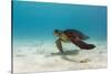 Galapagos Green Sea Turtle Underwater, Galapagos Islands, Ecuador-Pete Oxford-Stretched Canvas