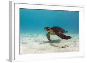 Galapagos Green Sea Turtle Underwater, Galapagos Islands, Ecuador-Pete Oxford-Framed Photographic Print