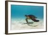 Galapagos Green Sea Turtle Underwater, Galapagos Islands, Ecuador-Pete Oxford-Framed Photographic Print