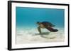 Galapagos Green Sea Turtle Underwater, Galapagos Islands, Ecuador-Pete Oxford-Framed Photographic Print