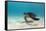 Galapagos Green Sea Turtle Underwater, Galapagos Islands, Ecuador-Pete Oxford-Framed Stretched Canvas