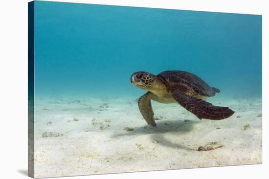 Galapagos Green Sea Turtle Underwater, Galapagos Islands, Ecuador-Pete Oxford-Stretched Canvas