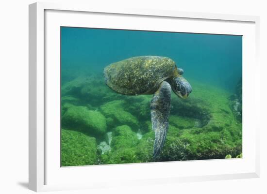 Galapagos Green Sea Turtle Underwater, Galapagos Islands, Ecuador-Pete Oxford-Framed Photographic Print