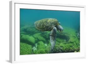 Galapagos Green Sea Turtle Underwater, Galapagos Islands, Ecuador-Pete Oxford-Framed Photographic Print