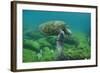 Galapagos Green Sea Turtle Underwater, Galapagos Islands, Ecuador-Pete Oxford-Framed Photographic Print