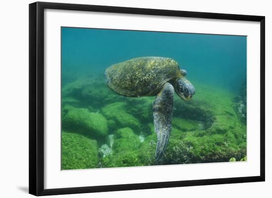 Galapagos Green Sea Turtle Underwater, Galapagos Islands, Ecuador-Pete Oxford-Framed Photographic Print