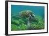 Galapagos Green Sea Turtle Underwater, Galapagos Islands, Ecuador-Pete Oxford-Framed Photographic Print