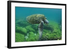 Galapagos Green Sea Turtle Underwater, Galapagos Islands, Ecuador-Pete Oxford-Framed Photographic Print