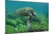 Galapagos Green Sea Turtle Underwater, Galapagos Islands, Ecuador-Pete Oxford-Mounted Photographic Print