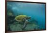 Galapagos Green Sea Turtle Underwater, Galapagos Islands, Ecuador-Pete Oxford-Framed Premium Photographic Print