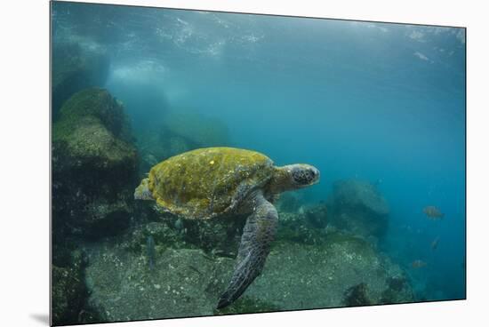 Galapagos Green Sea Turtle Underwater, Galapagos Islands, Ecuador-Pete Oxford-Mounted Premium Photographic Print