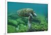 Galapagos Green Sea Turtle Underwater, Galapagos Islands, Ecuador-Pete Oxford-Framed Premium Photographic Print