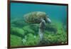 Galapagos Green Sea Turtle Underwater, Galapagos Islands, Ecuador-Pete Oxford-Framed Premium Photographic Print