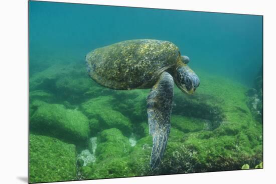 Galapagos Green Sea Turtle Underwater, Galapagos Islands, Ecuador-Pete Oxford-Mounted Premium Photographic Print