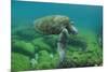 Galapagos Green Sea Turtle Underwater, Galapagos Islands, Ecuador-Pete Oxford-Mounted Premium Photographic Print