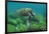 Galapagos Green Sea Turtle Underwater, Galapagos Islands, Ecuador-Pete Oxford-Framed Premium Photographic Print