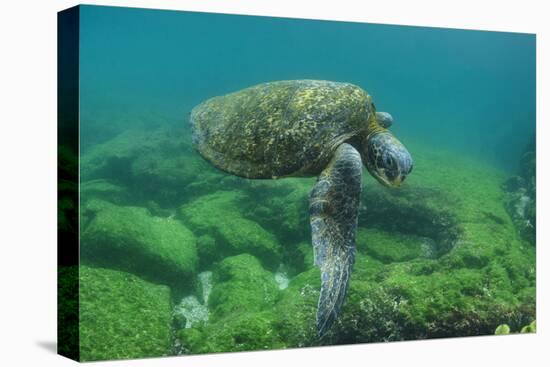 Galapagos Green Sea Turtle Underwater, Galapagos Islands, Ecuador-Pete Oxford-Stretched Canvas