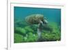 Galapagos Green Sea Turtle Underwater, Galapagos Islands, Ecuador-Pete Oxford-Framed Photographic Print