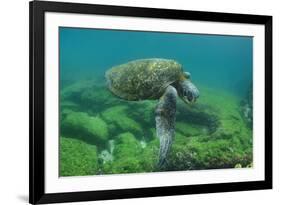 Galapagos Green Sea Turtle Underwater, Galapagos Islands, Ecuador-Pete Oxford-Framed Photographic Print