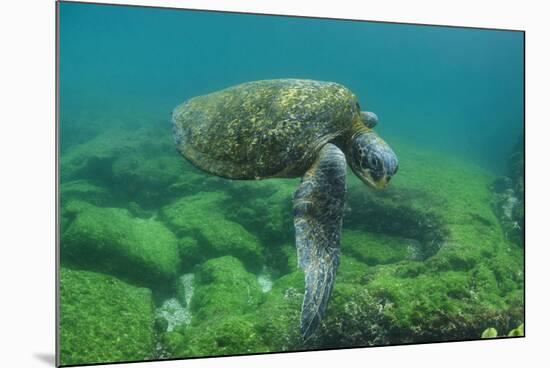 Galapagos Green Sea Turtle Underwater, Galapagos Islands, Ecuador-Pete Oxford-Mounted Photographic Print