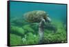 Galapagos Green Sea Turtle Underwater, Galapagos Islands, Ecuador-Pete Oxford-Framed Stretched Canvas