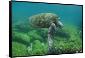 Galapagos Green Sea Turtle Underwater, Galapagos Islands, Ecuador-Pete Oxford-Framed Stretched Canvas