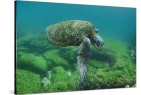 Galapagos Green Sea Turtle Underwater, Galapagos Islands, Ecuador-Pete Oxford-Stretched Canvas