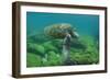 Galapagos Green Sea Turtle Underwater, Galapagos Islands, Ecuador-Pete Oxford-Framed Photographic Print