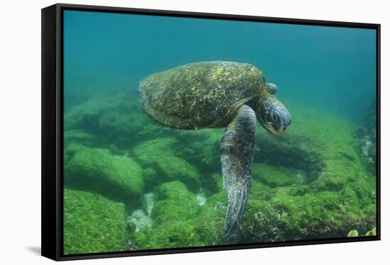 Galapagos Green Sea Turtle Underwater, Galapagos Islands, Ecuador-Pete Oxford-Framed Stretched Canvas