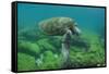 Galapagos Green Sea Turtle Underwater, Galapagos Islands, Ecuador-Pete Oxford-Framed Stretched Canvas