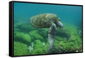 Galapagos Green Sea Turtle Underwater, Galapagos Islands, Ecuador-Pete Oxford-Framed Stretched Canvas