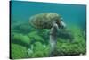 Galapagos Green Sea Turtle Underwater, Galapagos Islands, Ecuador-Pete Oxford-Stretched Canvas