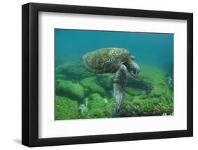 Galapagos Green Sea Turtle Underwater, Galapagos Islands, Ecuador-Pete Oxford-Framed Photographic Print