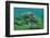 Galapagos Green Sea Turtle Underwater, Galapagos Islands, Ecuador-Pete Oxford-Framed Photographic Print