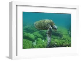 Galapagos Green Sea Turtle Underwater, Galapagos Islands, Ecuador-Pete Oxford-Framed Photographic Print