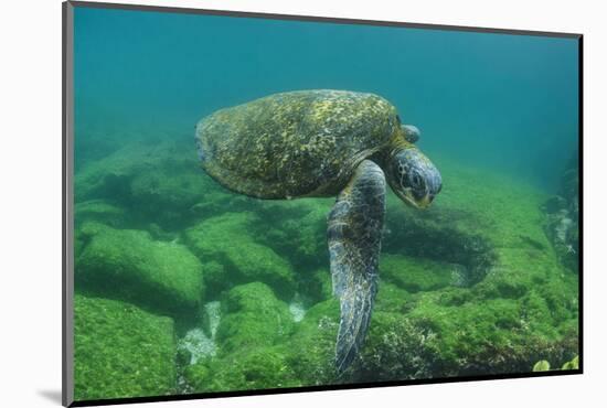 Galapagos Green Sea Turtle Underwater, Galapagos Islands, Ecuador-Pete Oxford-Mounted Photographic Print