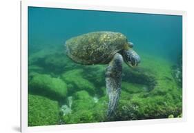 Galapagos Green Sea Turtle Underwater, Galapagos Islands, Ecuador-Pete Oxford-Framed Photographic Print