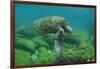 Galapagos Green Sea Turtle Underwater, Galapagos Islands, Ecuador-Pete Oxford-Framed Photographic Print