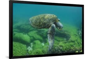 Galapagos Green Sea Turtle Underwater, Galapagos Islands, Ecuador-Pete Oxford-Framed Photographic Print