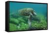 Galapagos Green Sea Turtle Underwater, Galapagos Islands, Ecuador-Pete Oxford-Framed Stretched Canvas