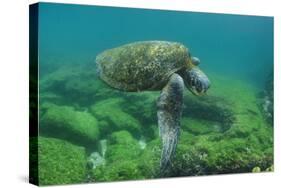 Galapagos Green Sea Turtle Underwater, Galapagos Islands, Ecuador-Pete Oxford-Stretched Canvas