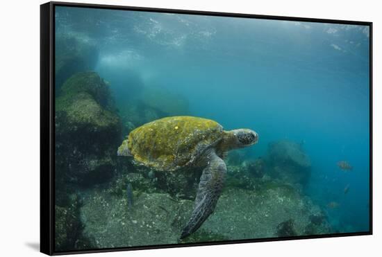 Galapagos Green Sea Turtle Underwater, Galapagos Islands, Ecuador-Pete Oxford-Framed Stretched Canvas