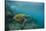 Galapagos Green Sea Turtle Underwater, Galapagos Islands, Ecuador-Pete Oxford-Stretched Canvas