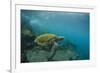 Galapagos Green Sea Turtle Underwater, Galapagos Islands, Ecuador-Pete Oxford-Framed Photographic Print