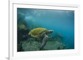 Galapagos Green Sea Turtle Underwater, Galapagos Islands, Ecuador-Pete Oxford-Framed Photographic Print